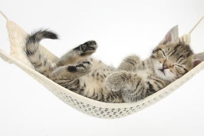 Cute tabby kittens sleeping in a hammock Mouse Pad Cats Mouse Pad Mousepad 